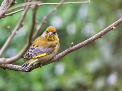 Verdier d'Europe Carduelis chloris (Linnaeus, 1758)