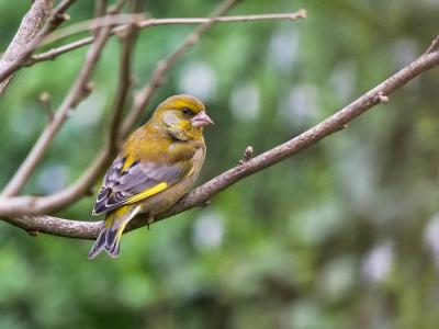 Verdier d'Europe Carduelis chloris (Linnaeus, 1758)