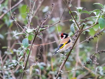 Chardonneret élégant Carduelis carduelis (Linnaeus, 1758)