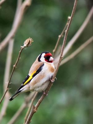 Chardonneret élégant Carduelis carduelis (Linnaeus, 1758)