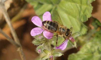 Abeille domestique, Abeille européenne, Abeille me Apis mellifera Linnaeus, 1758