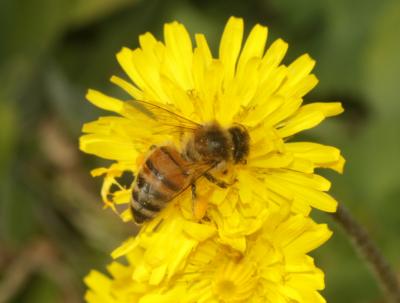 Abeille domestique, Abeille européenne, Abeille me Apis mellifera Linnaeus, 1758