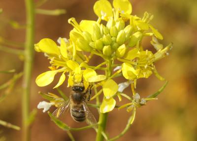 Abeille domestique, Abeille européenne, Abeille me Apis mellifera Linnaeus, 1758