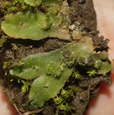  Corsinia coriandrina (Spreng.) Lindb., 1877