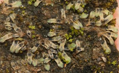  Riccia beyrichiana Hampe ex Lehm., 1838