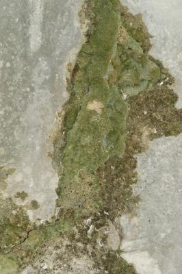  Eucladium verticillatum (With.) Bruch & Schimp., 1846
