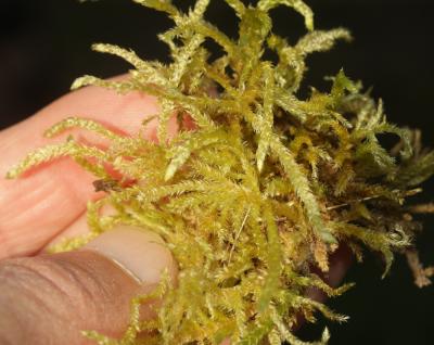  Brachythecium rutabulum (Hedw.) Schimp., 1853