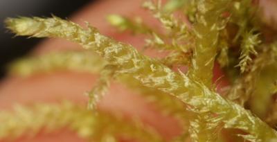  Brachythecium rutabulum (Hedw.) Schimp., 1853