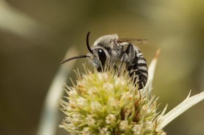 Colletes ligatus Erichson, 1835