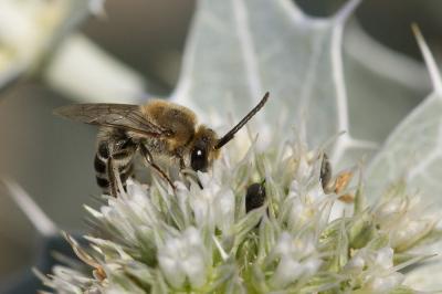  Colletes hylaeiformis Eversmann, 1852