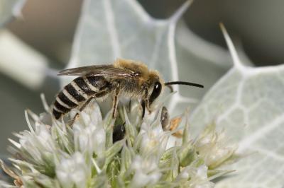  Colletes hylaeiformis Eversmann, 1852