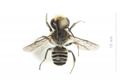  Megachile pilidens Alfken, 1924