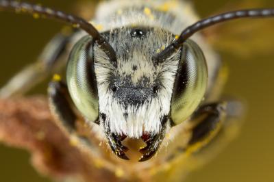  Megachile pilidens Alfken, 1924