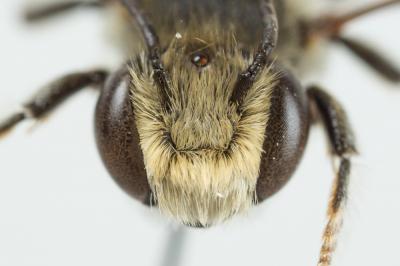  Megachile pilidens Alfken, 1924