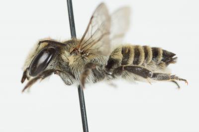  Megachile pilidens Alfken, 1924