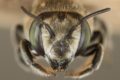  Megachile pilidens Alfken, 1924
