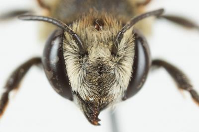  Megachile pilidens Alfken, 1924