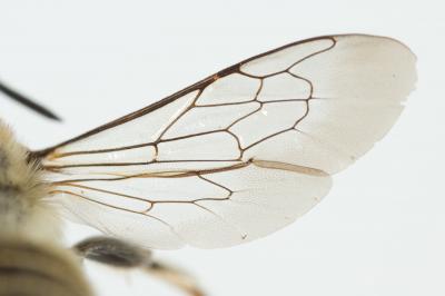  Megachile pilidens Alfken, 1924