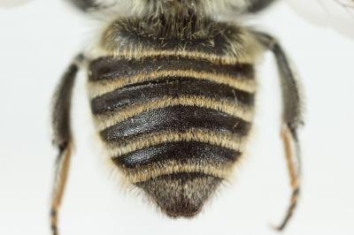  Megachile pilidens Alfken, 1924