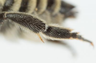  Megachile pilidens Alfken, 1924