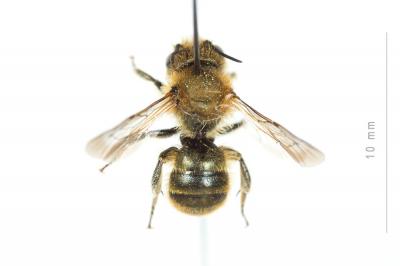  Osmia caerulescens (Linnaeus, 1758)