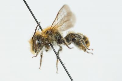  Osmia caerulescens (Linnaeus, 1758)