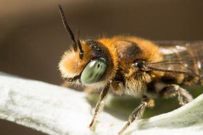  Osmia caerulescens (Linnaeus, 1758)