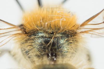  Osmia caerulescens (Linnaeus, 1758)