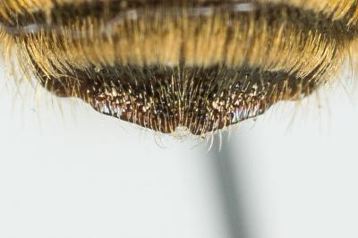  Osmia caerulescens (Linnaeus, 1758)