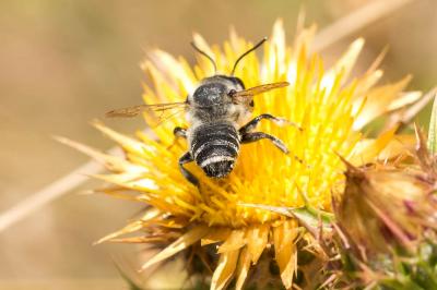  Megachile albisecta (Klug, 1817)