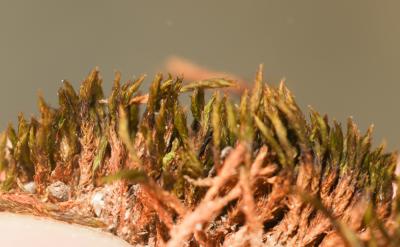 Didymodon acutus (Brid.) K.Saito, 1975
