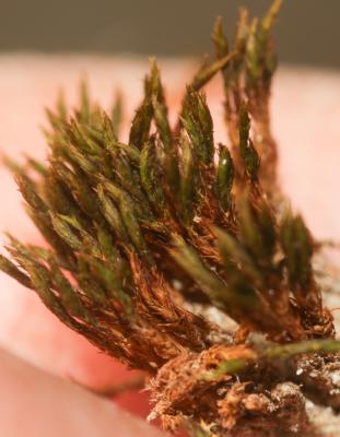  Didymodon acutus (Brid.) K.Saito, 1975
