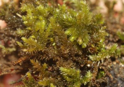  Plasteurhynchium meridionale (Schimp.) M.Fleisch., 1925