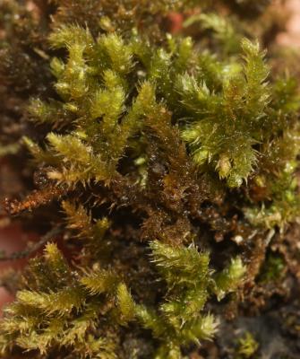  Plasteurhynchium meridionale (Schimp.) M.Fleisch., 1925