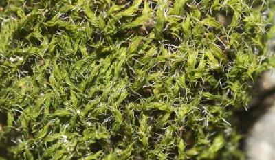  Grimmia dissimulata E.Maier, 2002