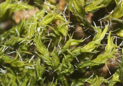  Grimmia dissimulata E.Maier, 2002