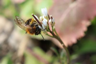  Andrena bicolor Fabricius, 1775