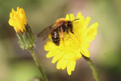  Andrena bicolor Fabricius, 1775