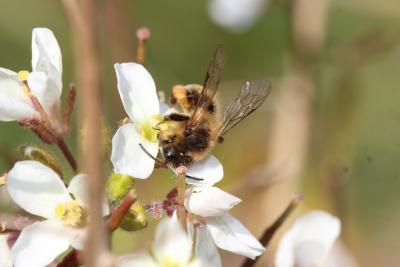  Andrena nigroaenea (Kirby, 1802)