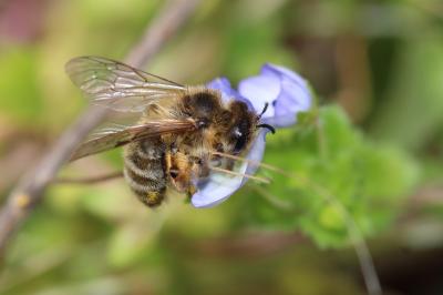  Andrena nigroaenea (Kirby, 1802)