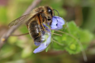  Andrena nigroaenea (Kirby, 1802)