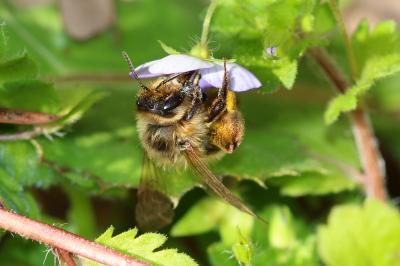  Andrena nigroaenea (Kirby, 1802)