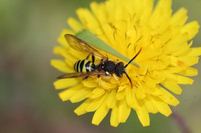  Nomada succincta Panzer, 1798