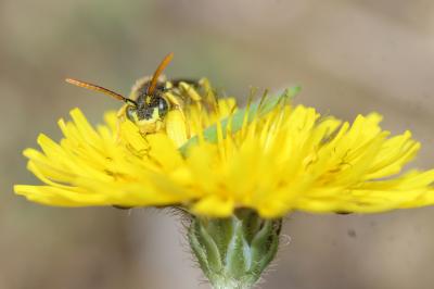  Nomada succincta Panzer, 1798