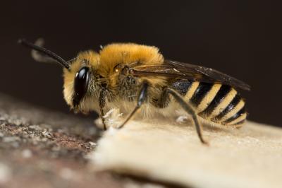 Collète du lierre Colletes hederae Schmidt & Westrich, 1993