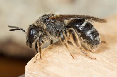  Lasioglossum leucozonium (Schrank, 1781)