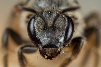  Lasioglossum leucozonium (Schrank, 1781)