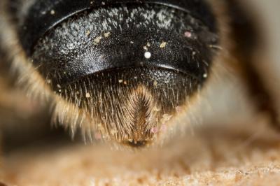  Lasioglossum leucozonium (Schrank, 1781)