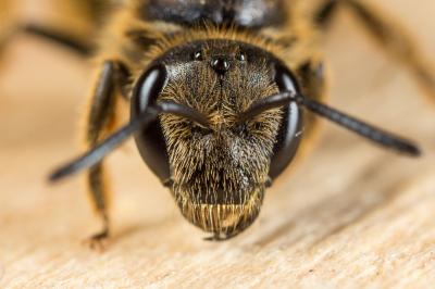  Lasioglossum nigripes (Lepeletier, 1841)