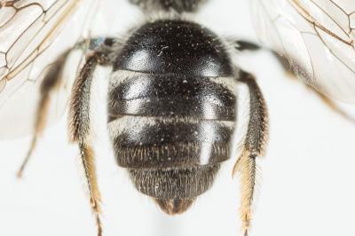  Lasioglossum bimaculatum (Dours, 1872)